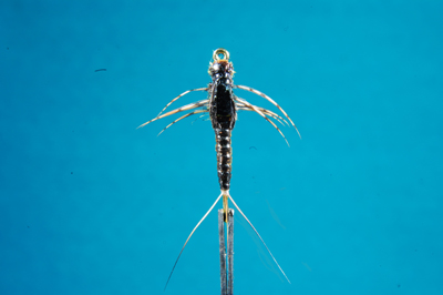 O.E.Baetis