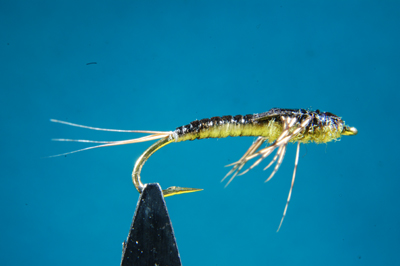 O.E.Baetis