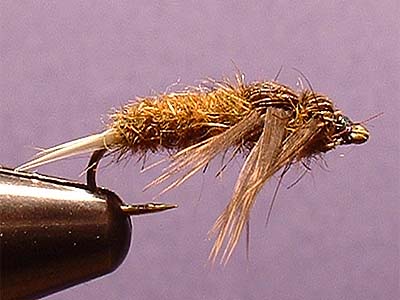 Dubbingbrushstonefly