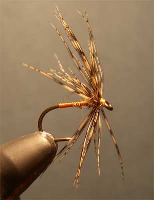 Partridge & Orange