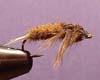 Dubbingbrushstonefly