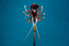 O.E.Heptagenia