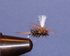 John Storey Parachute