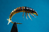 O.E.Hydropsyche
