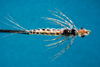 Swimming Mayfly