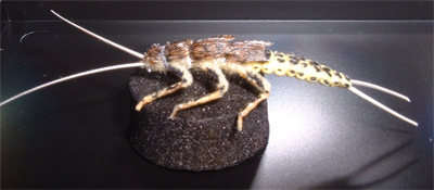 RTH Stone (Perlodes) Nymph